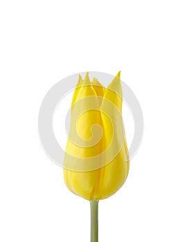 Yellow Tulip Isolated on White