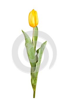 Yellow tulip isolated