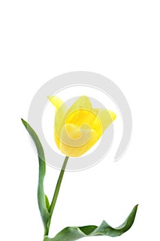 Yellow tulip