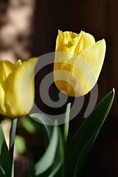 Yellow tulip with its petals open in the spring afternoon.