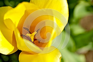 Yellow Tulip Macro