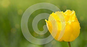 Yellow tulip macro on green blurred background banner. Macro nature spring flower closeup