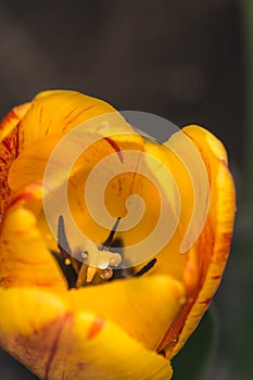 Yellow tulip in the morning light