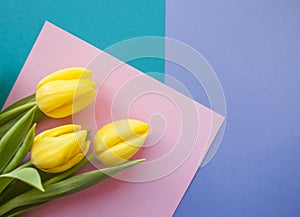 Yellow tulip on pastel background
