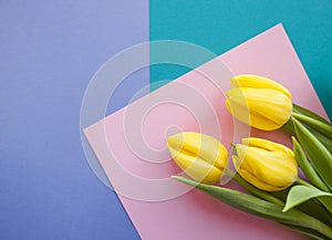 Yellow tulip on pastel background