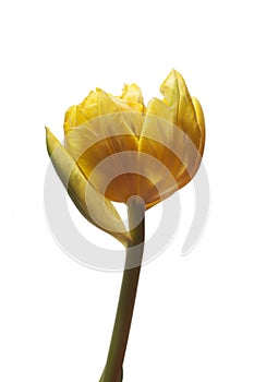 Yellow tulip