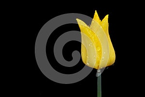 Yellow tulip with rain drops on black background. Copy space