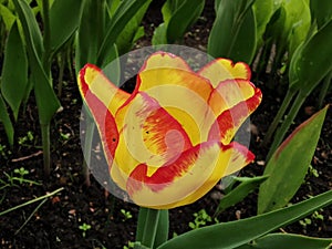 A yellow tulip with a red border on the edges of the petal on a flower bed among green leaves. The festival of tulips on Elagin