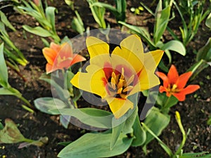 Yellow tulip with a red center on the flower bed.The festival of tulips on Elagin Island in St. Petersburg