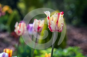 Yellow tulip, yellow-red tulip