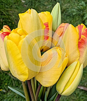 Yellow tulip with red feathering