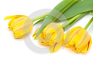 Yellow tulip