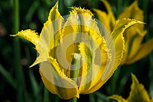 Yellow Tulip With Ruffled Edges