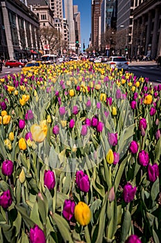 Yellow tulip among a sea of purple tulips.