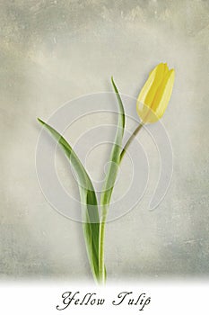 Yellow tulip with shadow and text