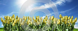 yellow Tulip sky background space greeting textspace may flowers spring Happy Eastern