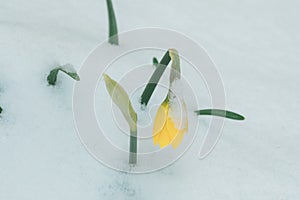 Yellow tulip in snow