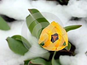 Yellow Tulip in Snow