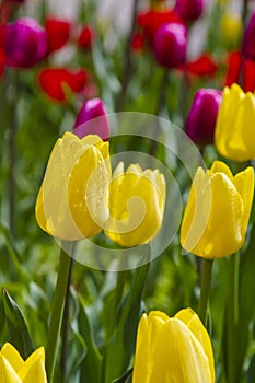 Yellow tulip spring flower close up