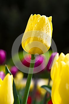 Yellow tulip spring flowers