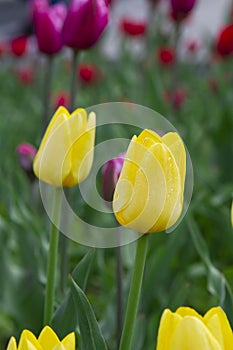 Yellow tulip spring flowers