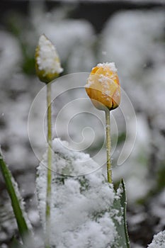 yellow tulip in spring under the snow
