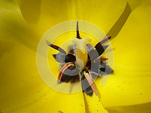 Yellow tulip stamen