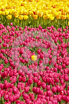 Yellow tulip standing out from the crowd