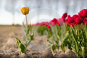 A yellow tulip standing outside a field of red tulips