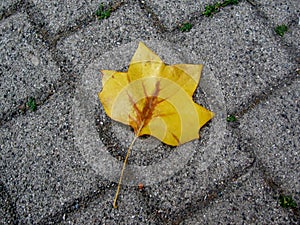 Yellow tulip tree leaf
