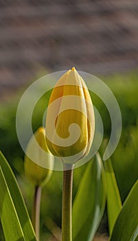 Yellow Tulip - Tulipa - close up in soft light