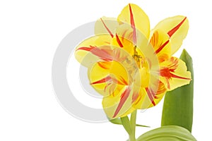 Yellow tulip (tulipa) with red stripes