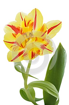 Yellow tulip (tulipa) with red stripes