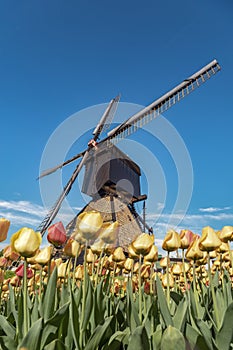 Yellow Tulip under a windmill