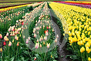 Yellow tulip with variegated tulips planted in rows with dimishing colors of rows in the distance