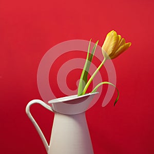 Yellow tulip in a vase