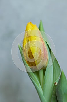 a yellow tulip with water droplets on it