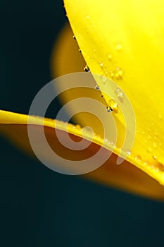 Yellow tulip with water droplets on petals close-up