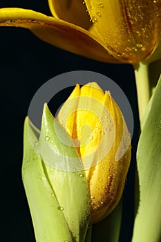 Yellow tulip with water droplets on petals close-up