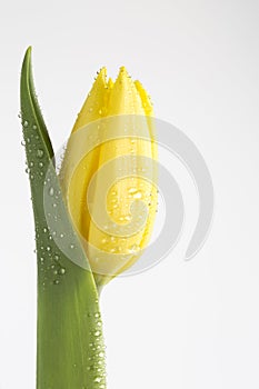 Yellow tulip with water droplets