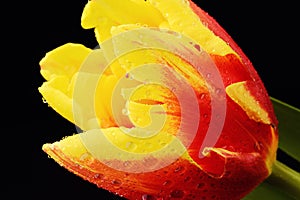 Yellow tulip with water drops on black background