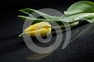 Yellow tulip and water drops on black background