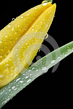 Yellow tulip and water drops on black background