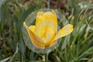 Yellow Tulip with water drops after rain. Close up. Selective focus