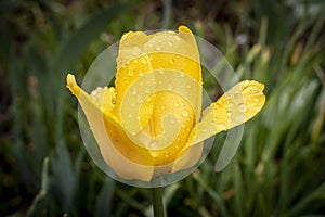 Yellow Tulip with water drops after rain. Close up. Selective focus