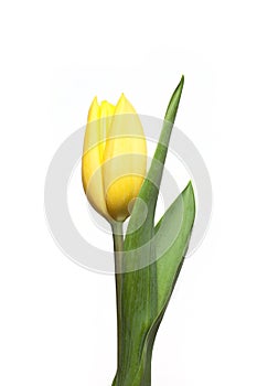 Yellow tulip