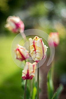 Yellow tulip, yellow-red tulip