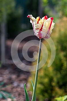 Yellow tulip, yellow-red tulip