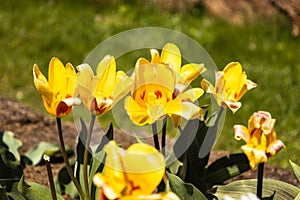 Yellow Tulipa - Gluck flowers grow and bloom in the botanical garden photo