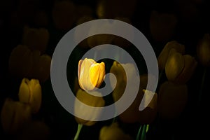 Yellow Tulipas